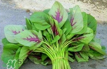 莧菜怎么種？莧菜如何種植
