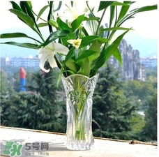 富貴竹有幾個品種？富貴竹有種子嗎？