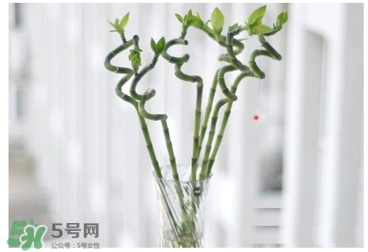 富貴竹葉子發(fā)黃怎么辦？富貴竹怎么養(yǎng)才能更旺盛？