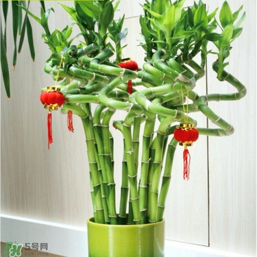 富貴竹有毒嗎？富貴竹有什么作用？