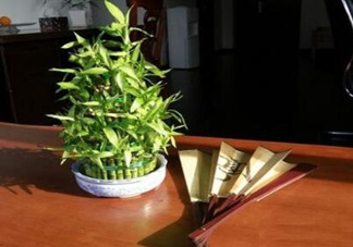 富貴竹葉子發(fā)黃怎么辦？富貴竹怎么養(yǎng)才能更旺盛？