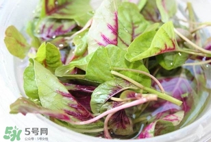 莧菜怎么洗？莧菜怎么擇