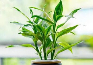 富貴竹可以和百合一起養(yǎng)嗎？富貴竹可以和什么花養(yǎng)？