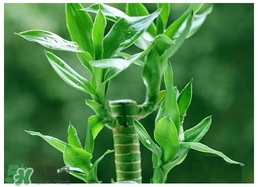 富貴竹葉子發(fā)黃怎么辦？富貴竹怎么養(yǎng)才能更旺盛？