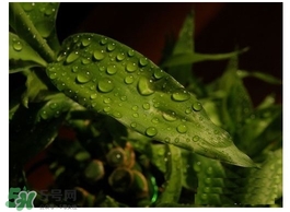 富貴竹葉子發(fā)黃怎么辦？富貴竹怎么養(yǎng)才能更旺盛？