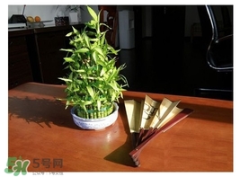 富貴竹葉子發(fā)黃怎么辦？富貴竹怎么養(yǎng)才能更旺盛？