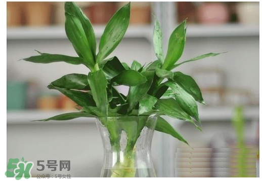 富貴竹葉子發(fā)黃怎么辦？富貴竹怎么養(yǎng)才能更旺盛？