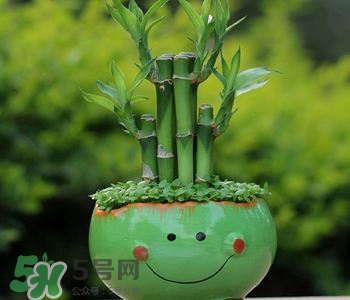 富貴竹可以和百合一起養(yǎng)嗎？富貴竹可以和什么花養(yǎng)？