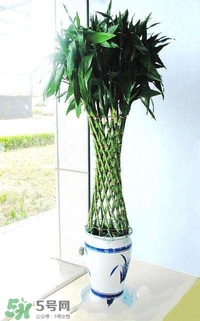 富貴竹有幾個品種？富貴竹有種子嗎？
