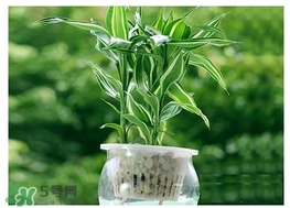 富貴竹葉子發(fā)黃怎么辦？富貴竹怎么養(yǎng)才能更旺盛？