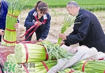 蒜苔頭能吃嗎？蒜苔頭可以吃嗎