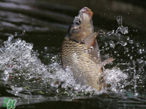 谷雨怎么釣魚？谷雨前后釣魚技巧