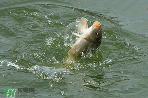 谷雨怎么釣魚？谷雨前后釣魚技巧