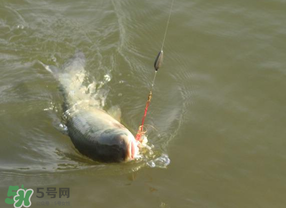 谷雨好釣魚嗎？谷雨釣魚用什么餌料？