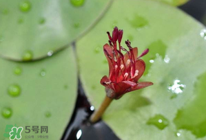 莼菜多少錢一斤？莼菜多少錢一斤2017？