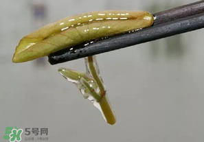 莼菜多少錢一斤？莼菜多少錢一斤2017？