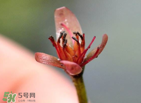 莼菜是什么菜？莼菜是荷葉嗎？