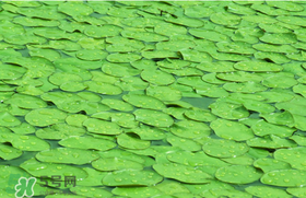 莼菜可以生吃嗎？莼菜怎么吃？