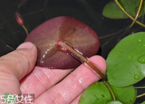 ?莼菜什么時節(jié)有？莼菜什么時候采摘？