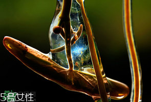 ?莼菜什么時節(jié)有？莼菜什么時候采摘？