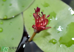 莼菜能放冰箱嗎？莼菜怎么保存？