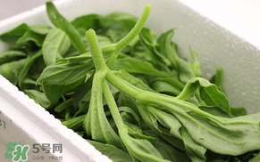冰菜什么人不適宜吃？冰菜什么體質(zhì)不能吃？