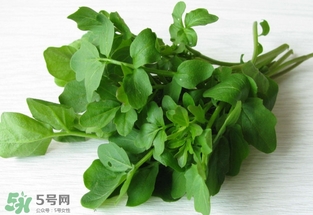 西洋菜是什么菜？西洋菜是什么樣的