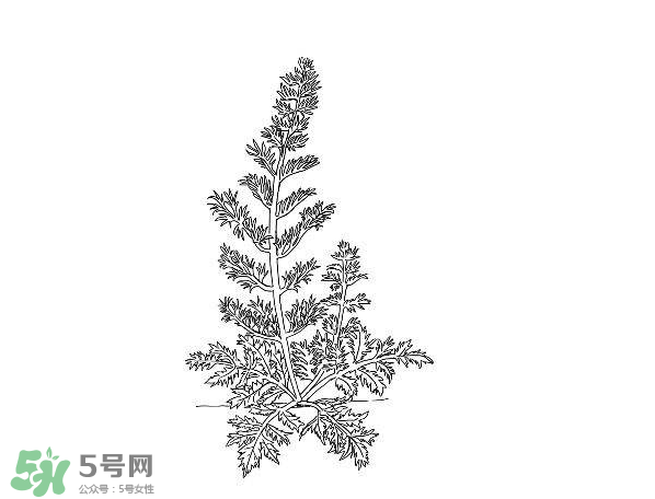 白蒿孕婦能吃嗎？孕婦可以吃白蒿嗎？