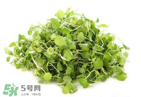 西洋菜怎么吃？西洋菜怎么做好吃