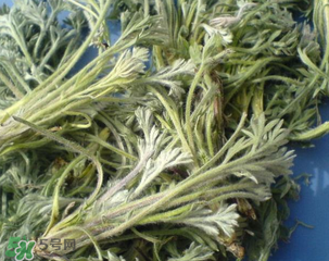 白蒿能治黃疸嗎？白蒿水可以治黃疸嗎？