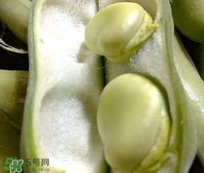 蠶豆多少錢一斤？蠶豆多少錢一斤2017？