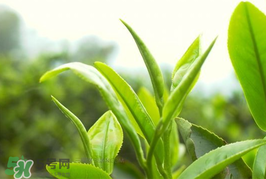 谷雨為什么喝谷雨茶？谷雨茶是什么茶？