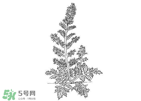 白蒿能生吃嗎？白蒿能不能生吃？