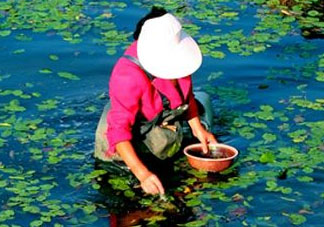 莼菜是什么菜？莼菜是荷葉嗎？