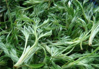 白蒿能治黃疸嗎？白蒿水可以治黃疸嗎？