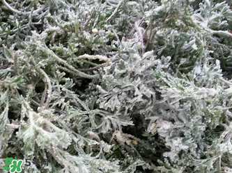 白蒿怎么做好吃？白蒿的做法