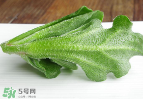 冰草不能和什么一起吃？冰草不能和什么同時(shí)吃？