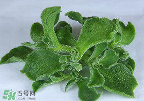 冰草可以放冰箱嗎？冰草能用冰塊保存嗎？