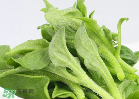 冰草可以放冰箱嗎？冰草能用冰塊保存嗎？