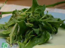 冰草多少錢一斤？非洲冰草多少錢一斤？