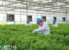 ?冰草為什么會酸？冰草為什么是酸的？