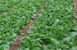 冰菜什么季節(jié)種植？冰菜怎么種植？