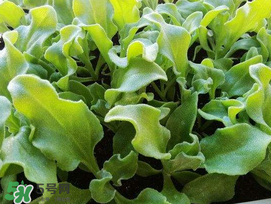 冰菜什么季節(jié)種植？冰菜怎么種植？