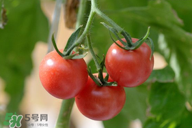 蝦爬子可以和西紅柿一起吃嗎？蝦爬和西紅柿能一起吃嗎？