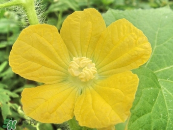 黃瓜花能吃嗎？黃瓜花怎么吃