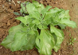冰菜什么季節(jié)種植？冰菜怎么種植？