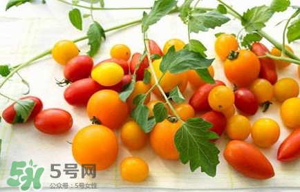圣女果是轉基因的嗎？圣女果轉基因食品嗎
