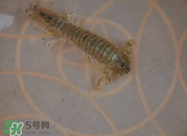 蝦爬子怎么保存？蝦爬子怎么保存才新鮮？