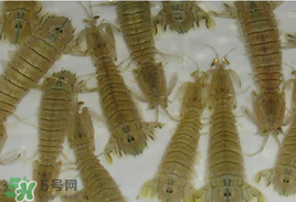 蝦爬子怎么保存？蝦爬子怎么保存才新鮮？