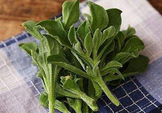 吃冰菜有什么好處？冰菜吃了有什么好處？